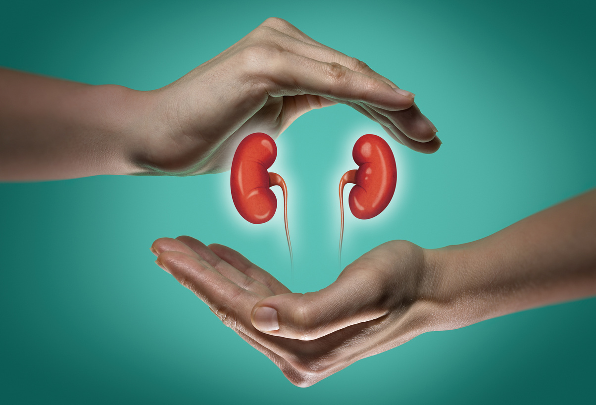 Concept of a healthy kidneys.